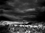 Storm in Joshua Tree BW