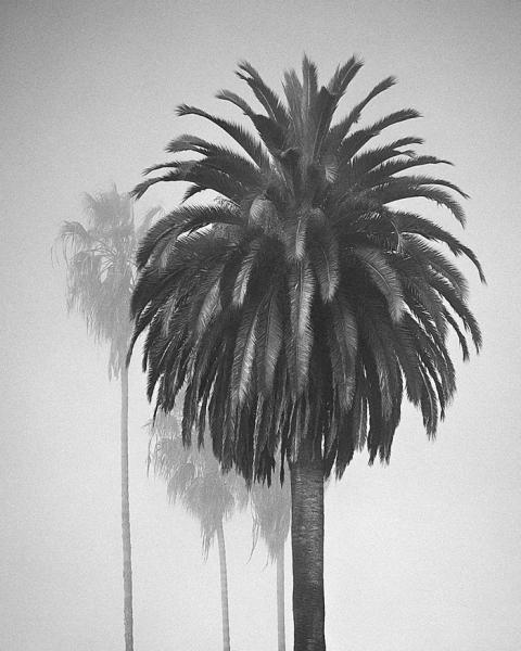 Palms picture