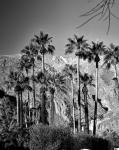 Palms of Palm Springs, California