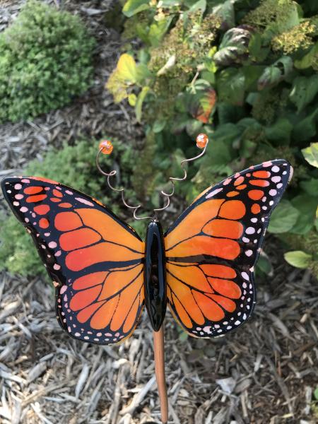 Monarch Butterfly picture