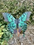 Tickle Me Teal Butterfly