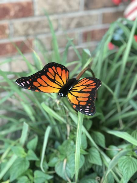 Monarch Butterfly picture