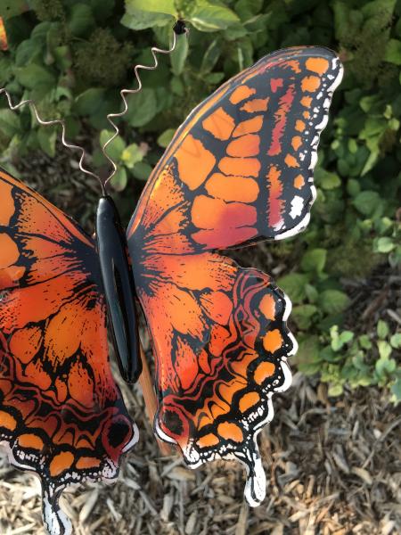 Sunset Butterfly picture