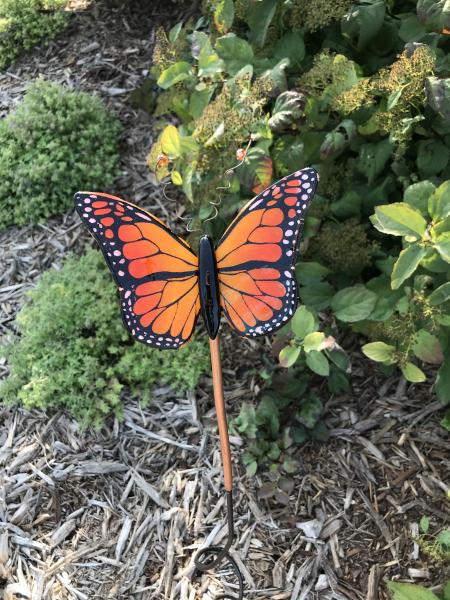 Monarch Butterfly picture