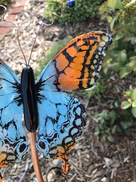 Caribbean Butterfly picture