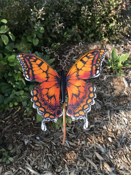 Sunset Butterfly