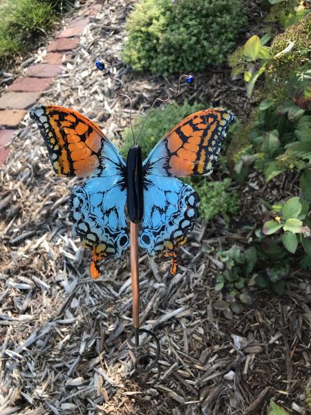 Caribbean Butterfly picture