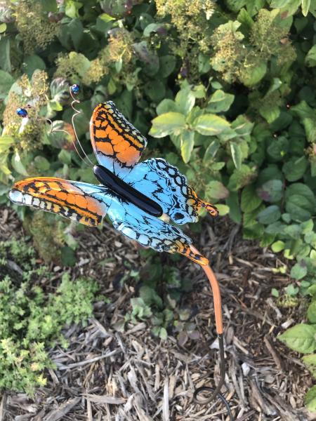 Caribbean Butterfly picture