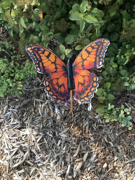 Sunset Butterfly picture