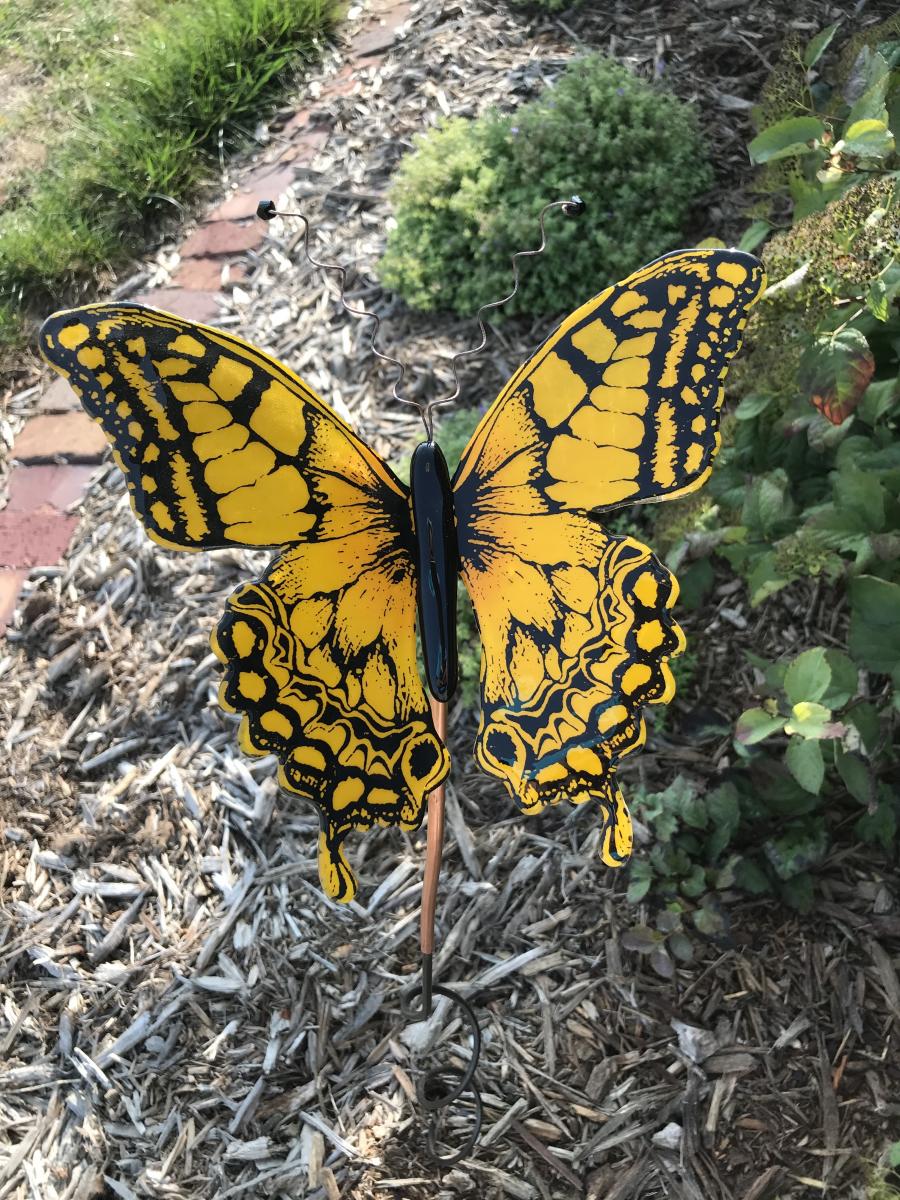 Sunshine Butterfly picture