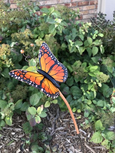 Monarch Butterfly picture