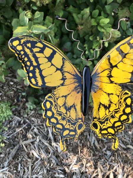 Sunshine Butterfly picture