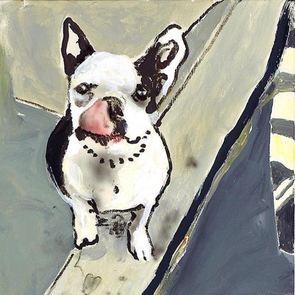 "Boston Terrier"