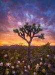 The Painted Joshua Tree