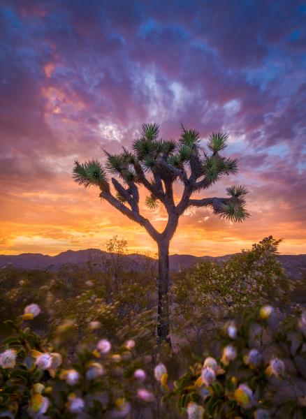 The Painted Joshua Tree picture
