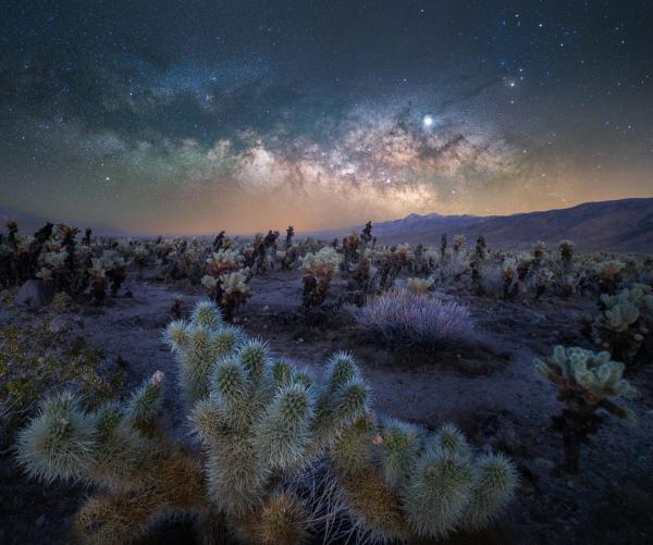 Desert Starlight in the Cholla Garden