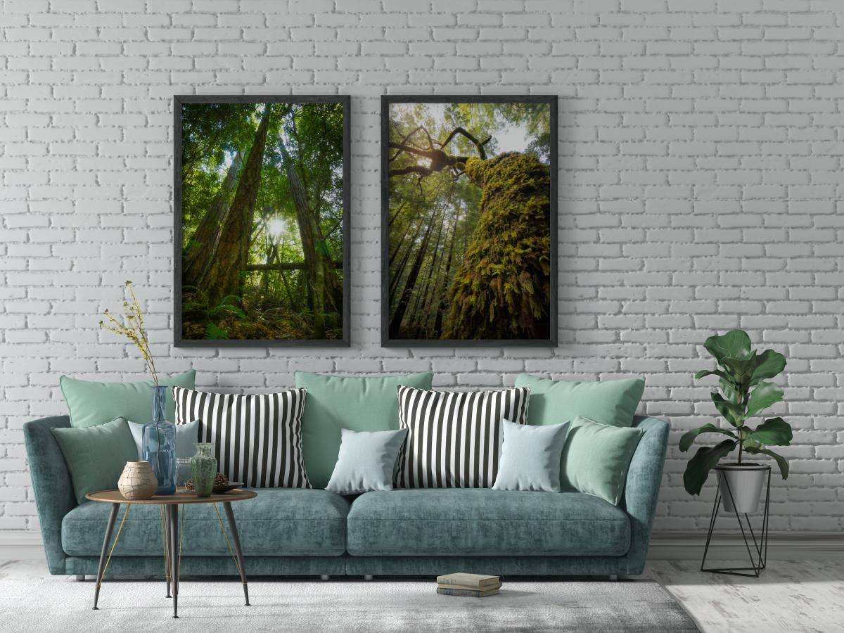 The Spider Branches picture