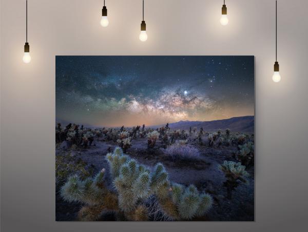 Desert Starlight in the Cholla Garden picture