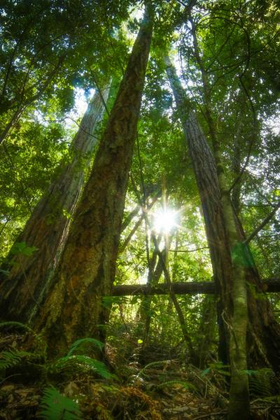 Tree Canopies