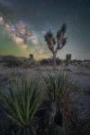 Milky Way at Joshua Tree