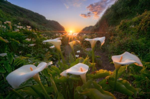 Calla Party