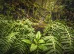 Fern Forest