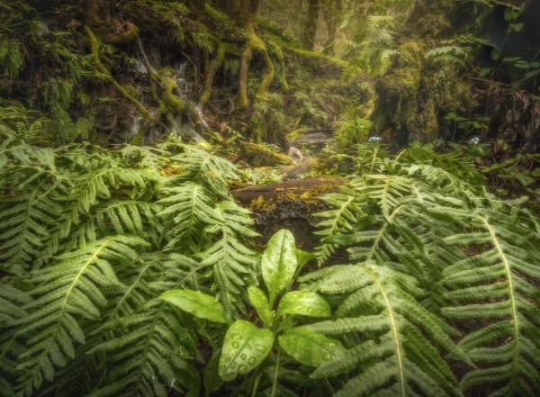 Fern Forest picture