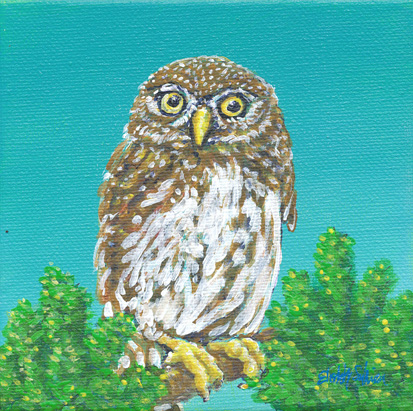 "Tough Little Owl"
