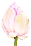 Tulip Flower