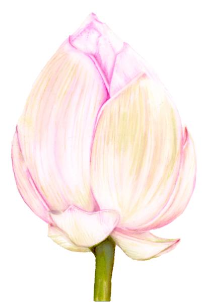 Tulip Flower
