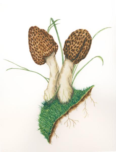 Morrel Mushrooms