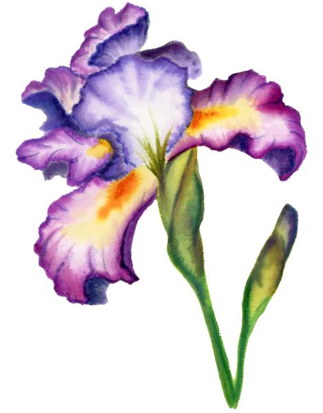 Purple Iris Flower