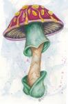 Otokomae Shroom