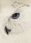 Snow Owl