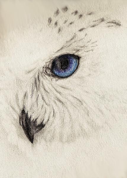 Snow Owl