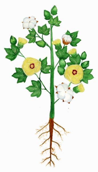Cotton Plant