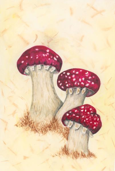 Wine Cap Mushrooms