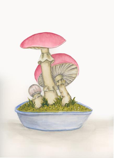 Red Mushrooms