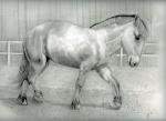 Fjord Pony (Horse)