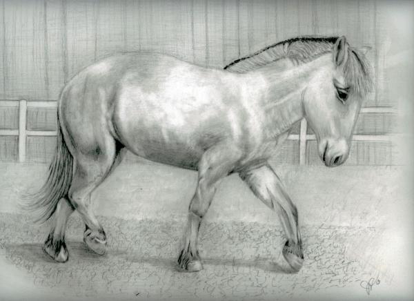 Fjord Pony (Horse)