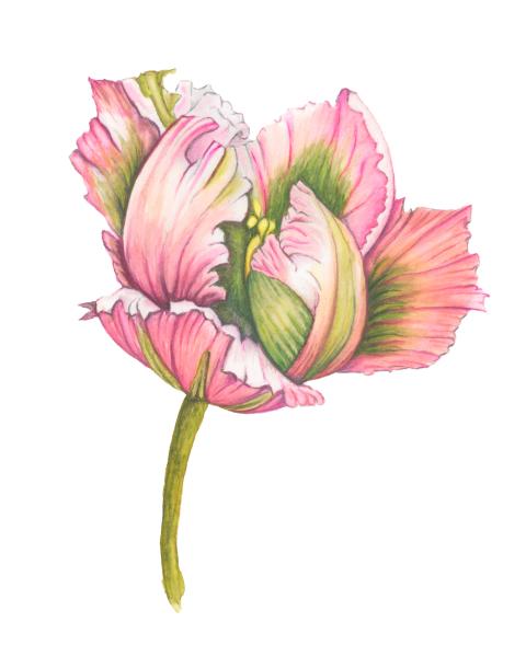 Parrot Tulip Flower