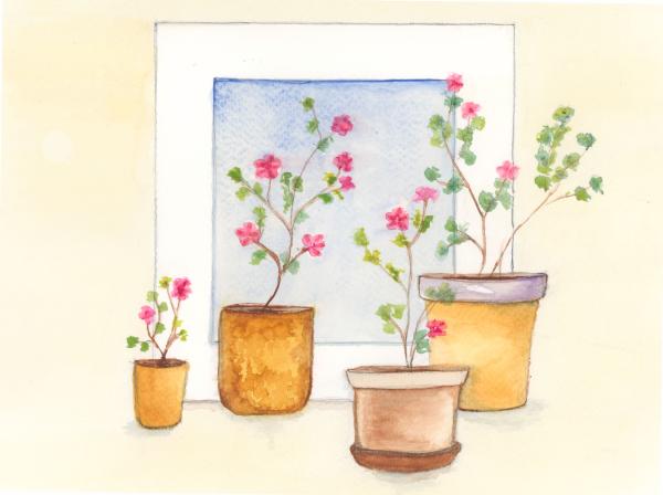 Geraniums Flowers in Window