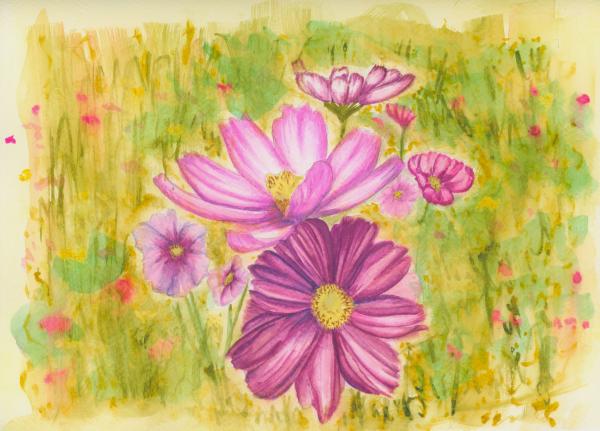 Pink Daisy Flowers