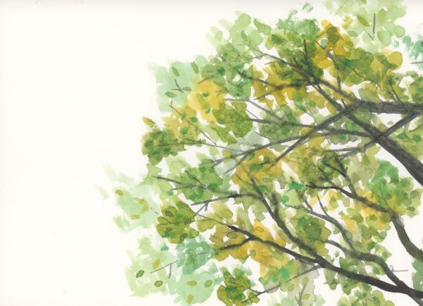 Tree Top