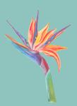 Bird of Paradise