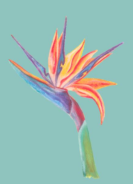 Bird of Paradise