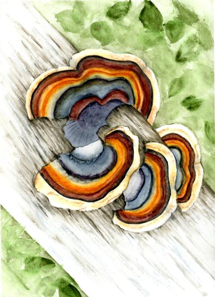 Turkey Mushrooms