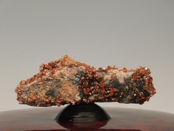 Camphor Burl picture