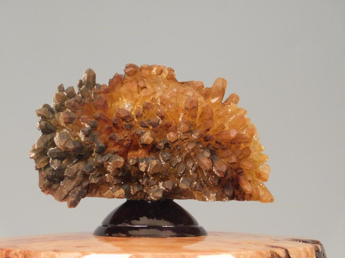 Big Leaf Maple picture