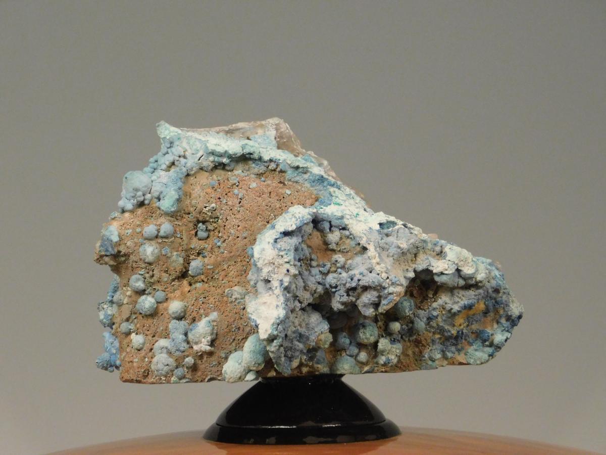 Camphor Burl picture